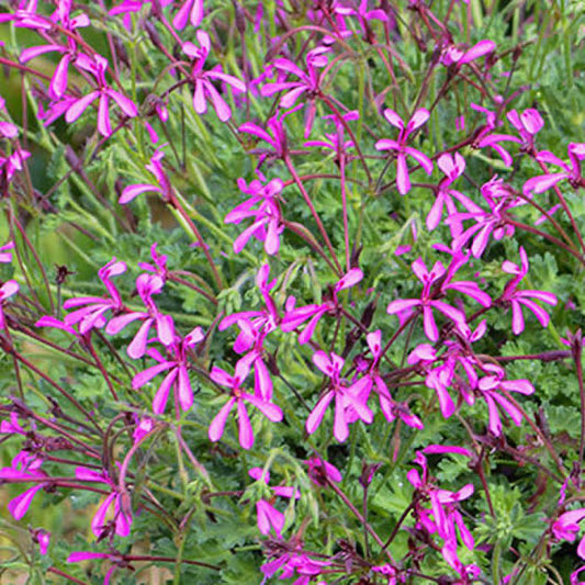 Pelargonium Fairy Pink