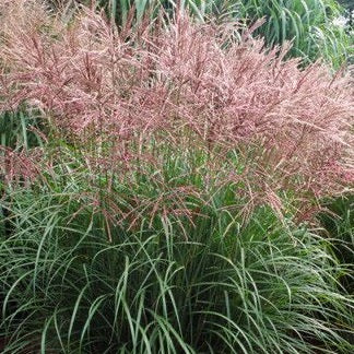 Miscanthus Kleine Fontaine