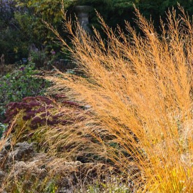 Molinia arundinacea