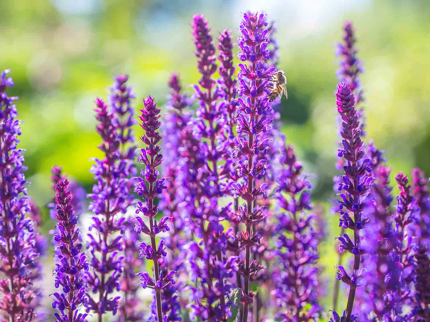 new wave perennials online plant sales Australia