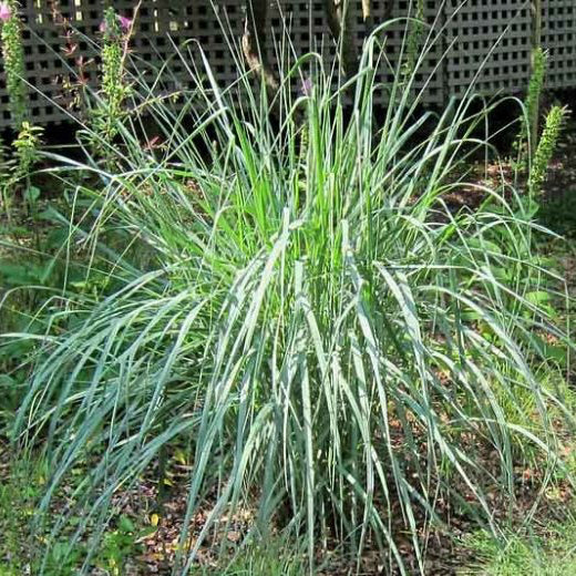 Panicum amarum