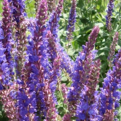 Salvia tesquicola