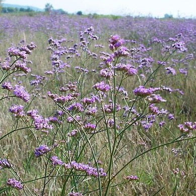 Limonium Dazzle Rocks