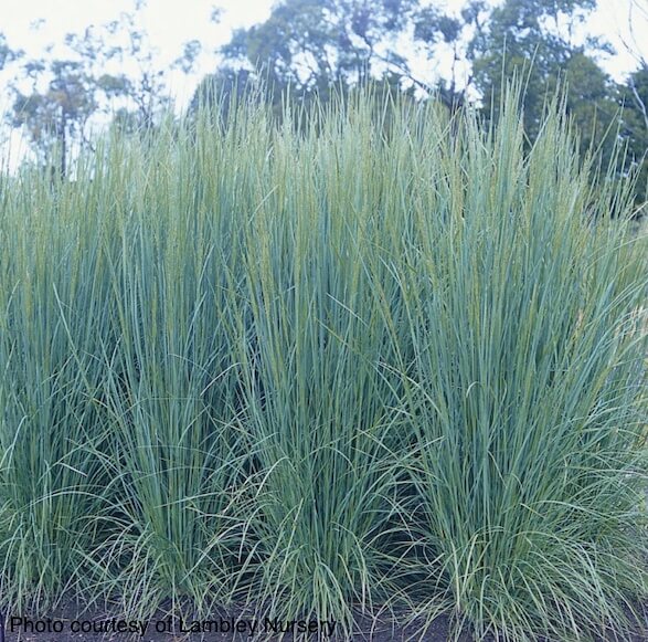 poa-suggan-buggan-plants-online-australia