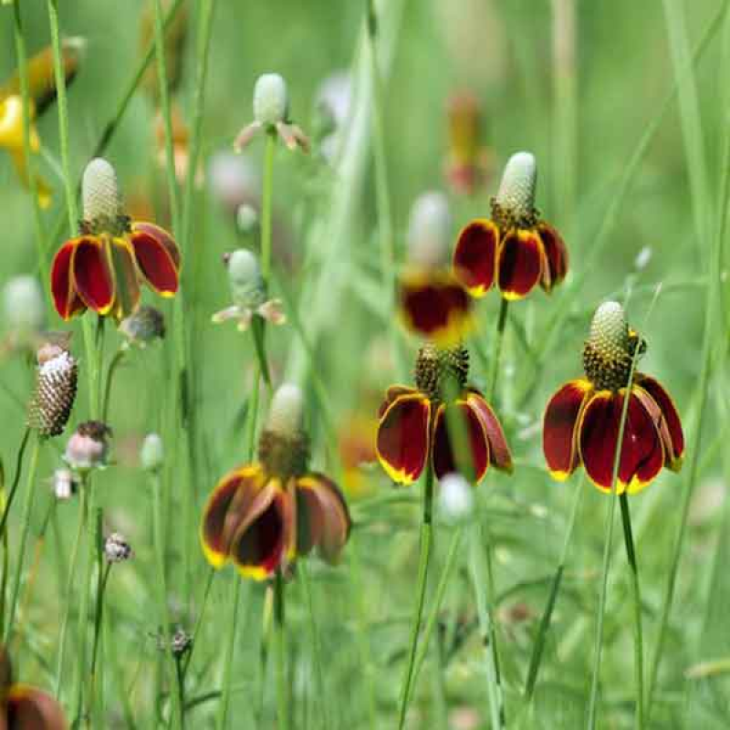 Ratibida columnifera 'Mexican Hat'