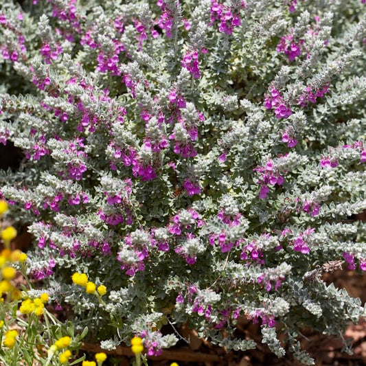 Teucrium marum