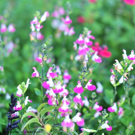 salvia-hot-crush-online-plants-australia