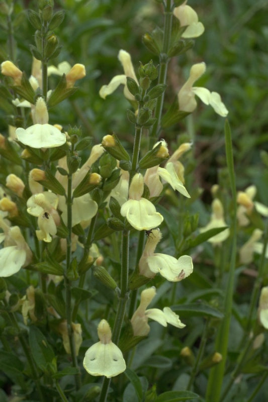 Salvia White Gold