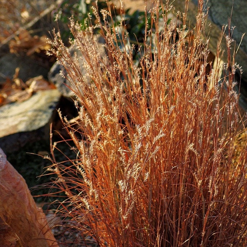 Andropogon Blaze