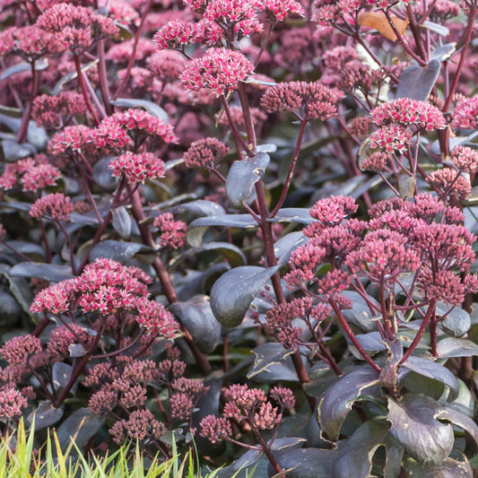 Sedum Desert Black