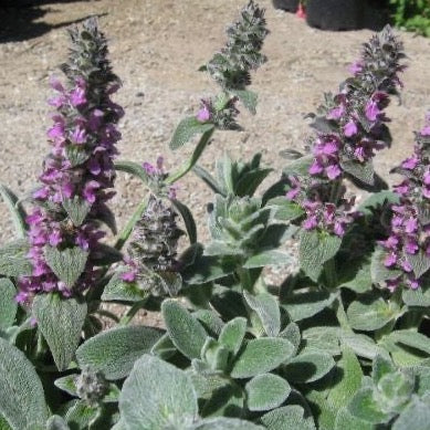 Stachys thirkei