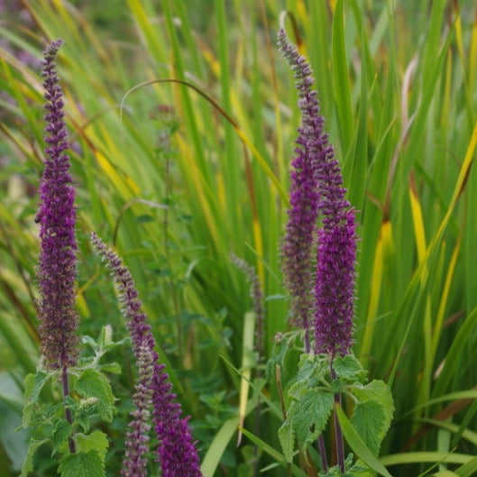 Teucrium hircanicum
