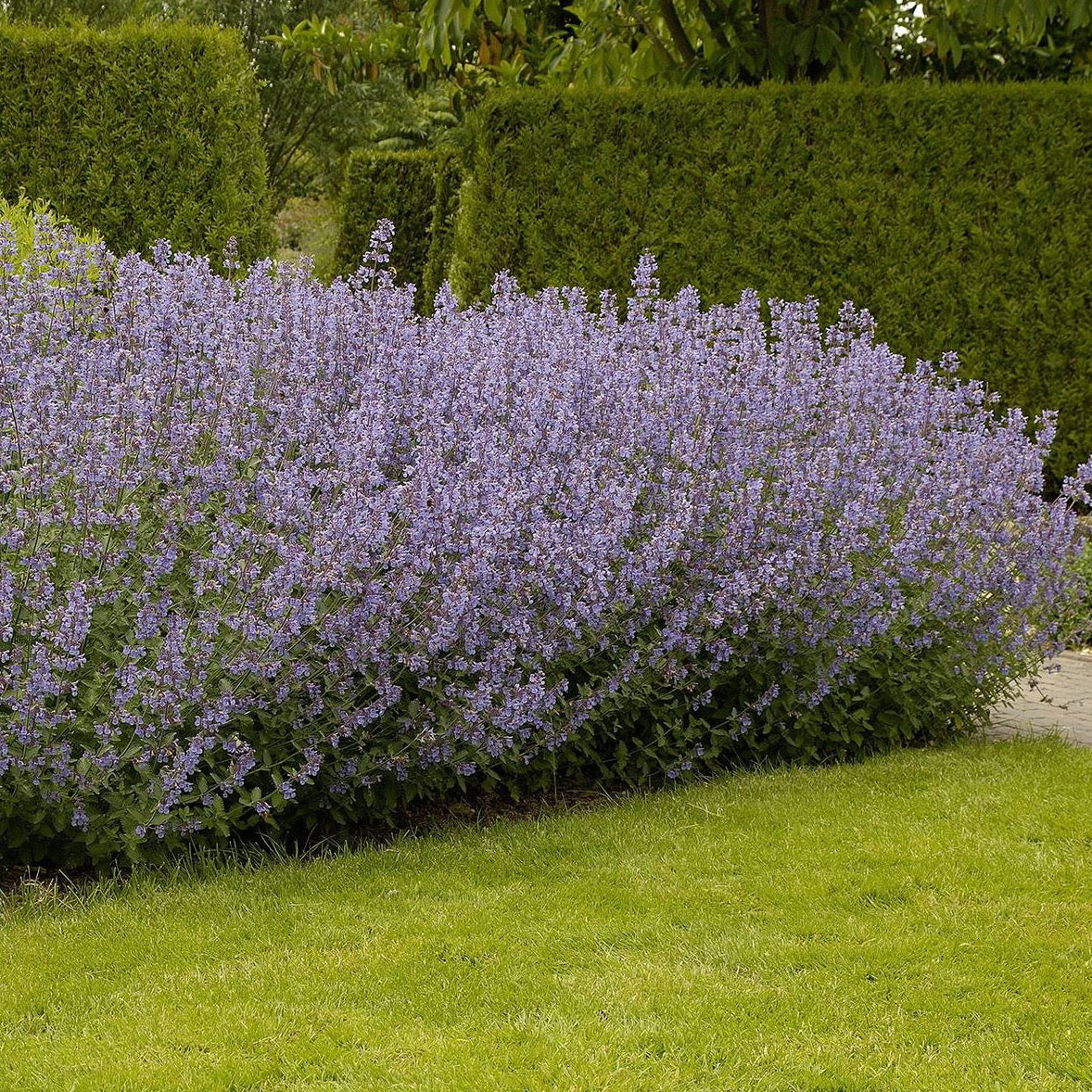 Nepeta Dropmore