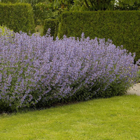 Nepeta Dropmore