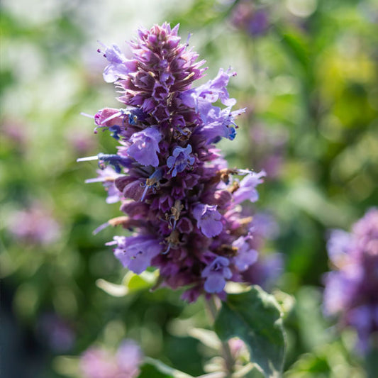 Agastache Blue Boa