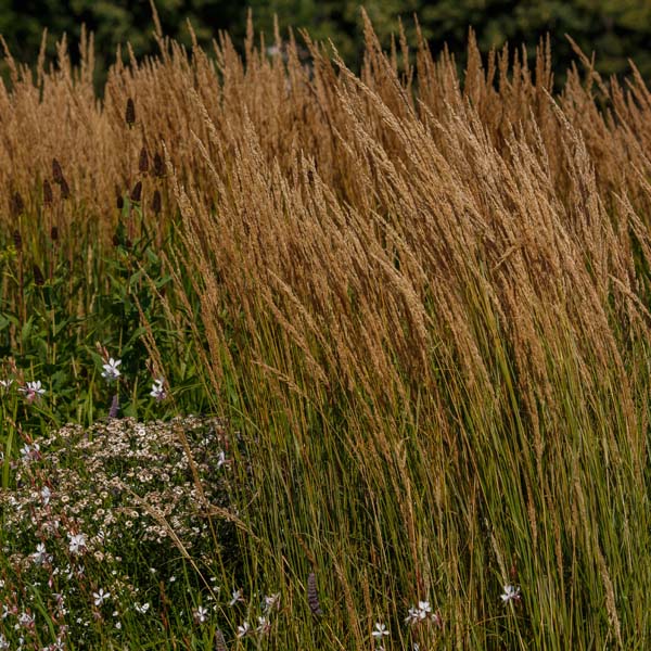 Calamagrostis Karl Foerster