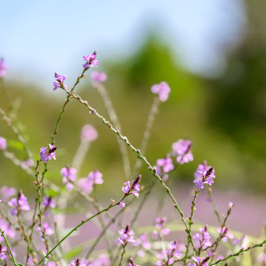 Verbena Bampton