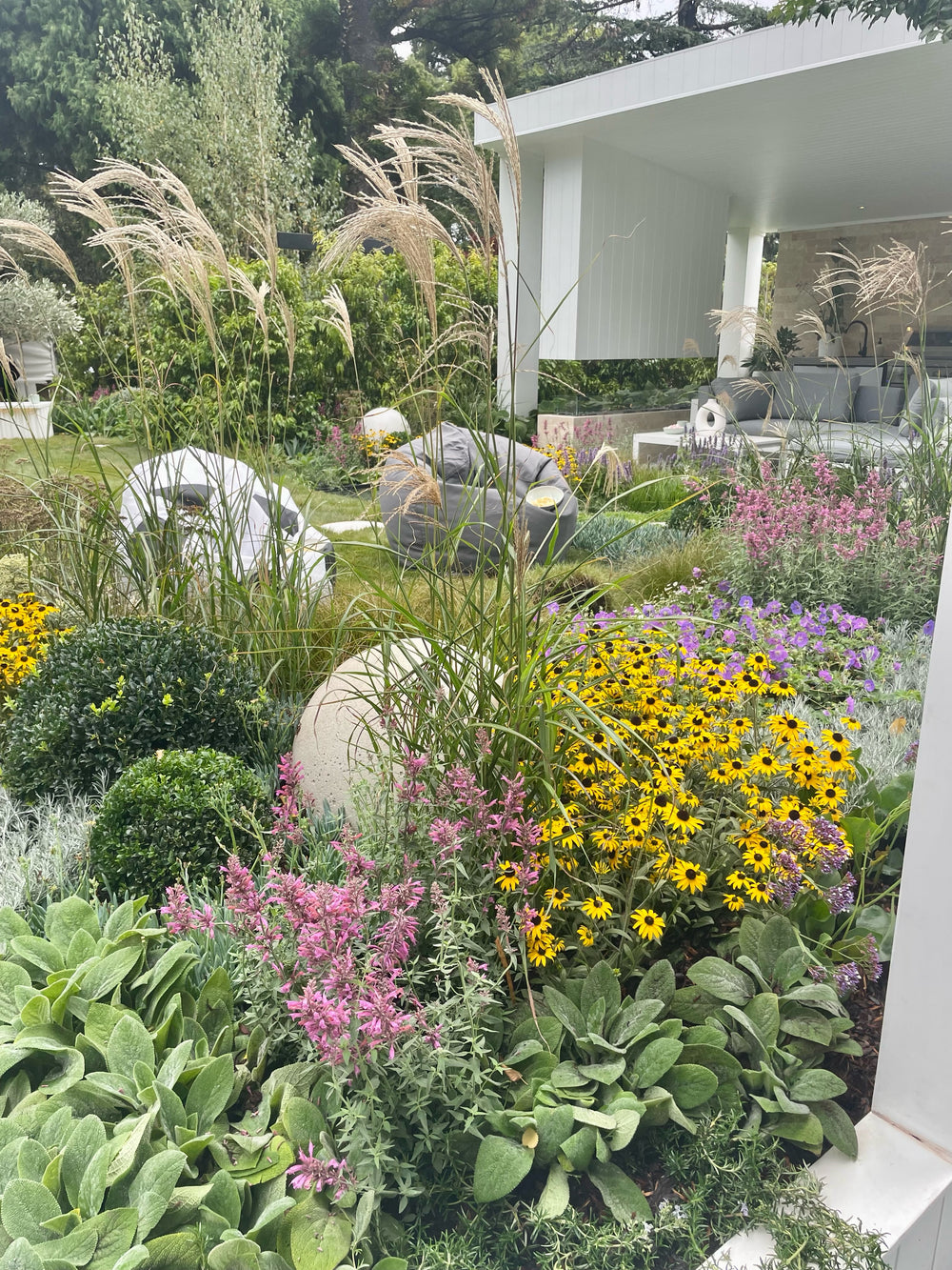 New Wave Perennials | order plants online in Australia