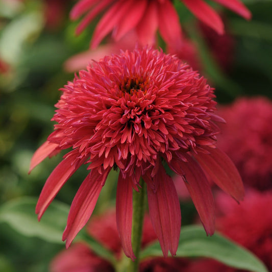 Echinacea Doublescoop Cranberry