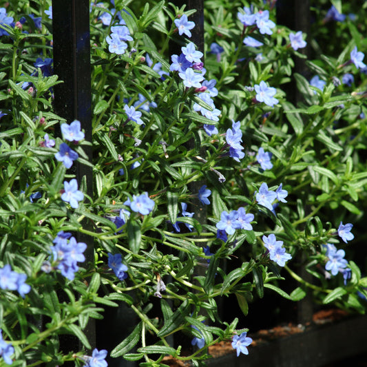 Lithodora Grace Ward