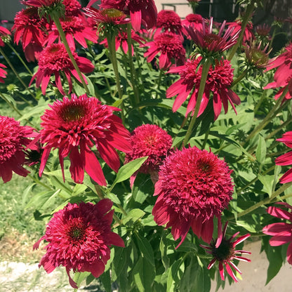 Echinacea Doublescoop Cranberry