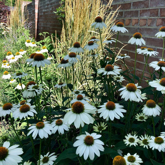 Echinacea White Swan