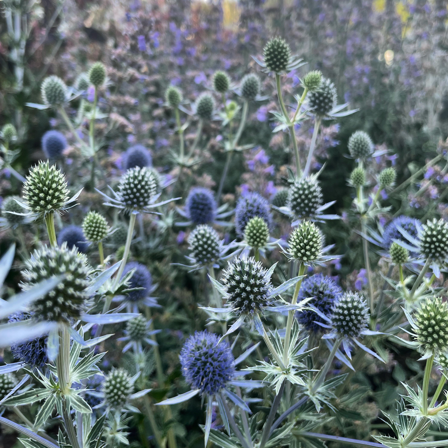 Eryngium Deep Blue