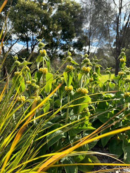 Phlomis russeliana