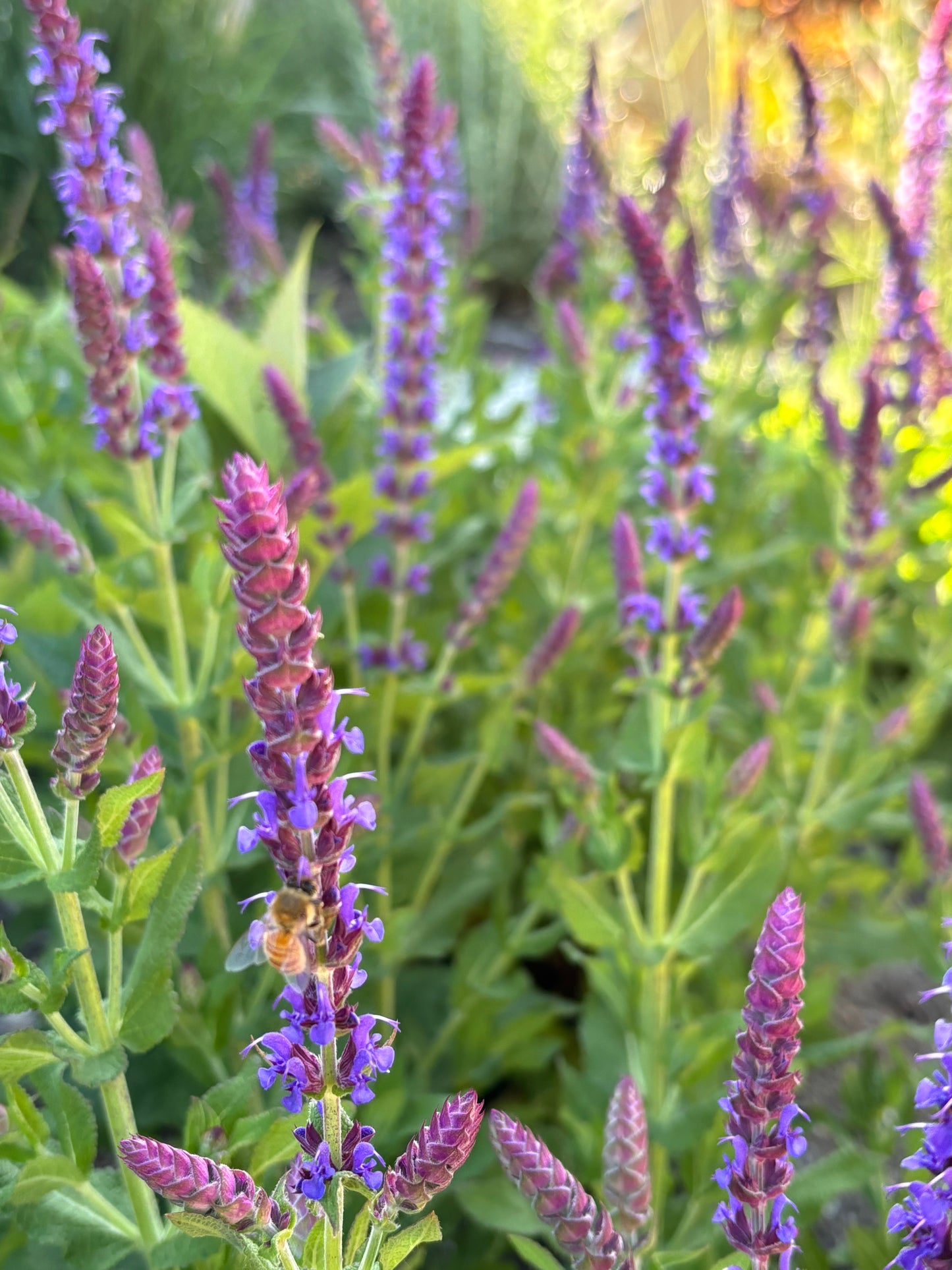 Salvia Ostfriesland