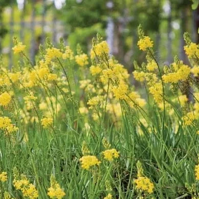 Bulbine Yellow Form