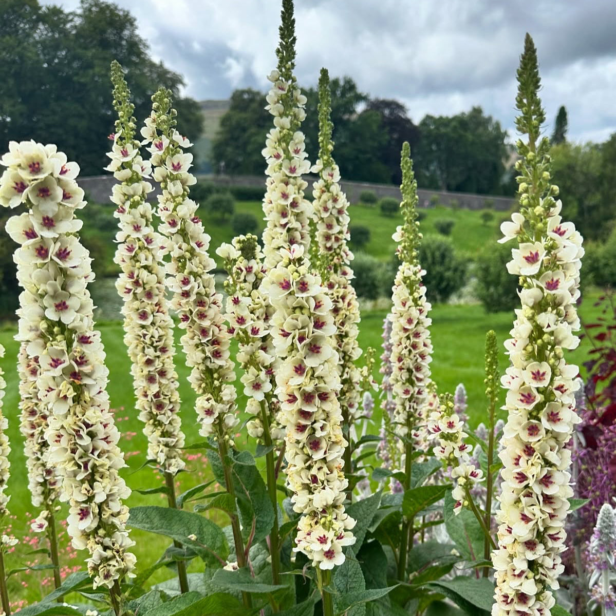 Verbascum chaixii