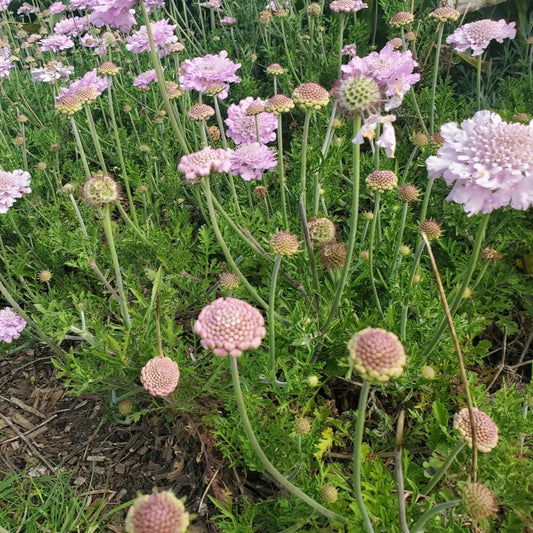 Scabiosa Pink Lace