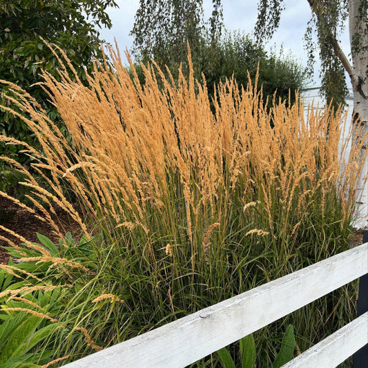 Calamagrostis Karl Foerster