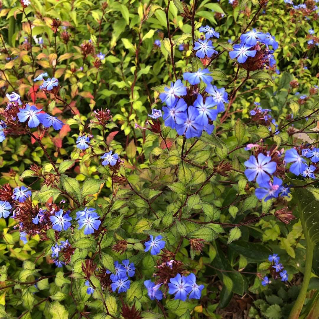 Ceratostigma griffithii