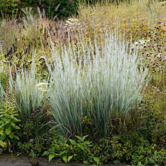 Schizachyrium Ha Ha Tonka