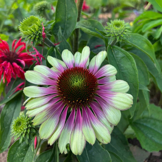 Echinacea Green Twister
