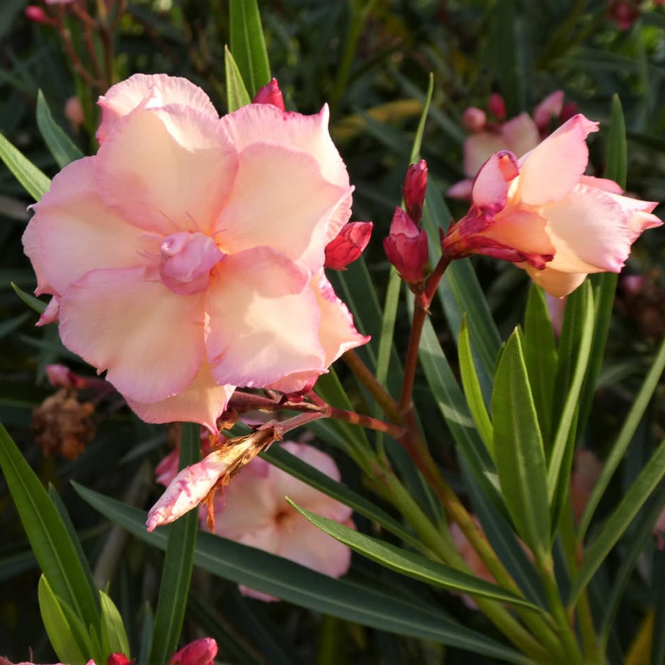 Oleander Mrs Roeding