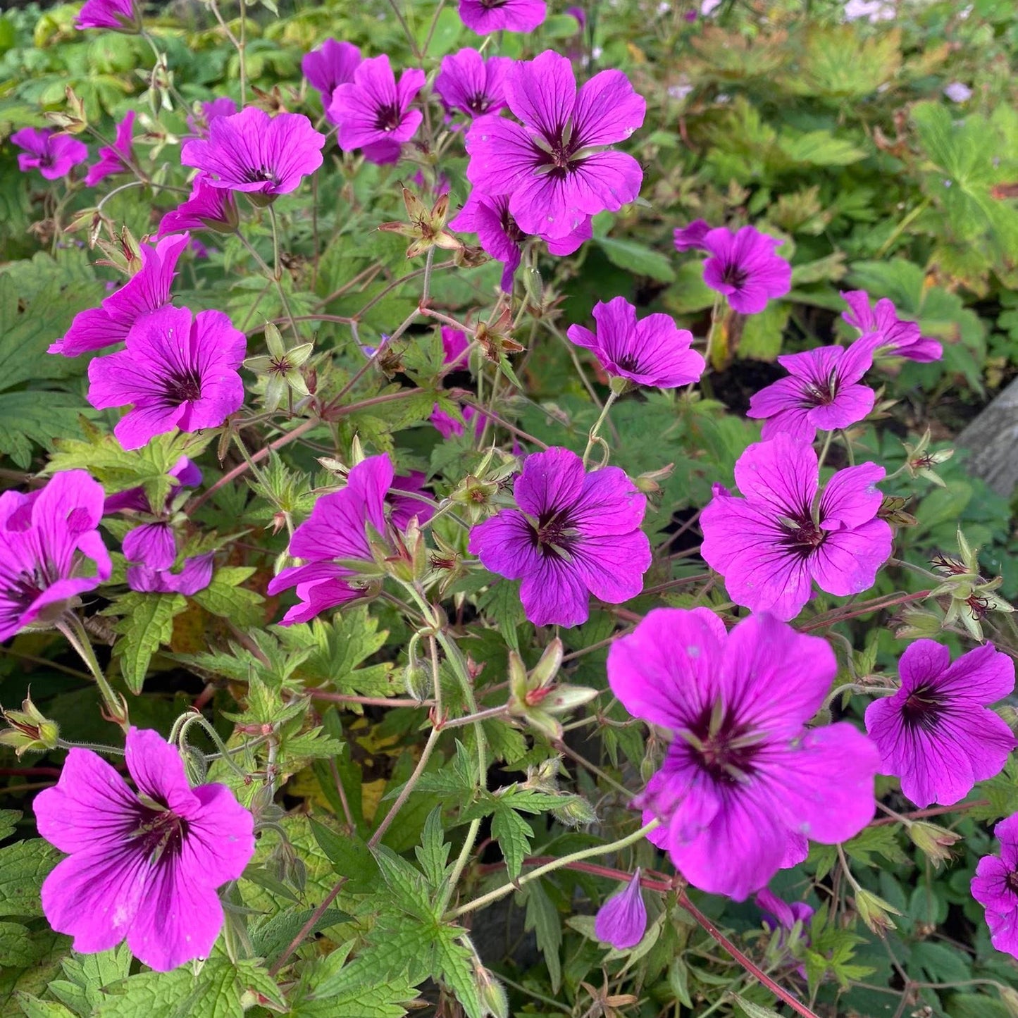 Geranium Anne Thomson