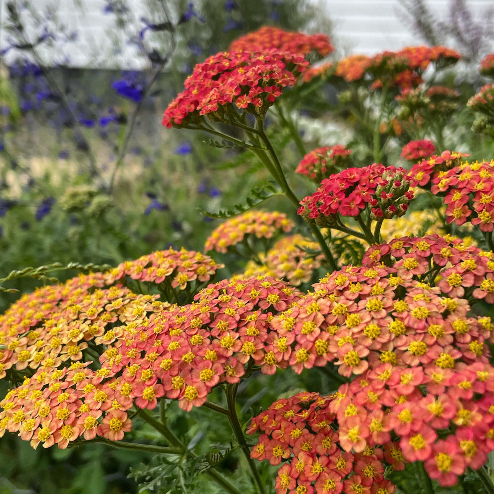 Achillea Walther Funke | New Wave Perennials | Plants Online