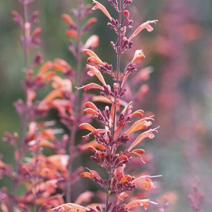 Agastache Apache Sunset