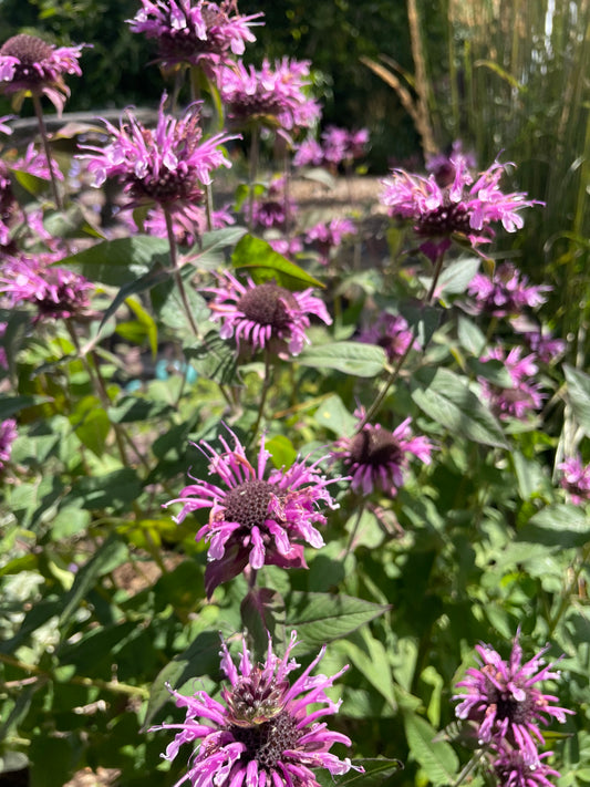 Monarda Donnerwolke