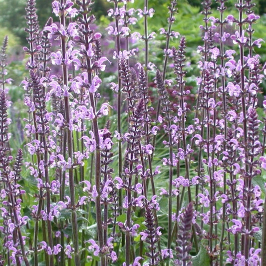 Salvia Serenade