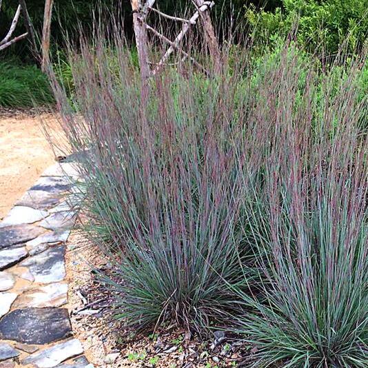 Andropogon  'Aldous'