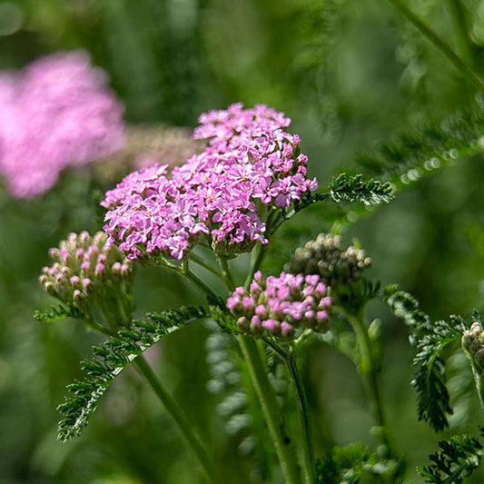 Achillea-Cerise-Queen-buy-plants-online-near-me