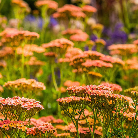 Achillea-millefolium-buy-plants-online-near-me