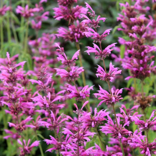 Agastache Aztec Rose