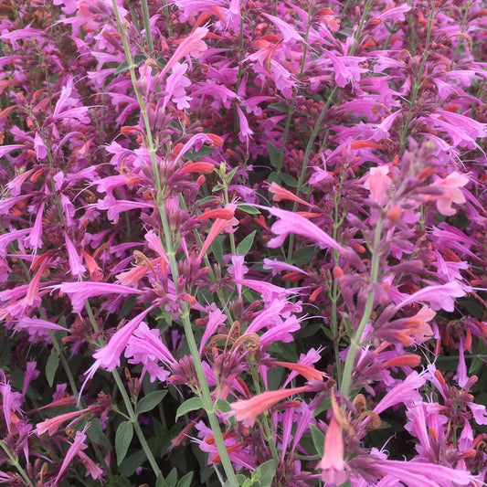 Agastache Forever Summer Berry