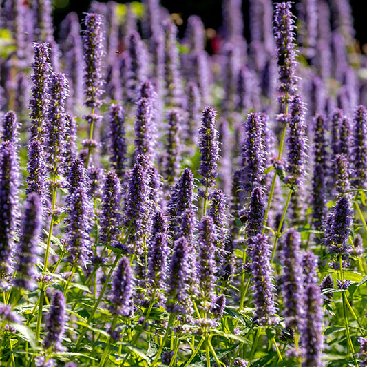 Agastache-Blue-Fortune-buy-plants-online-perennials-australia