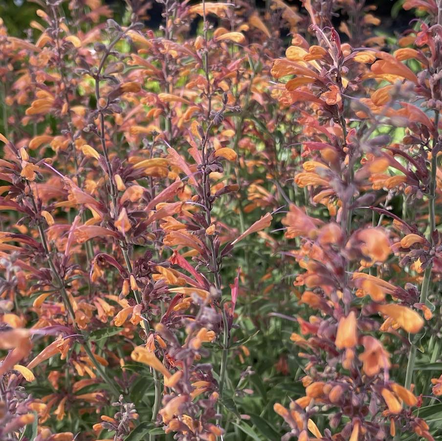 Agastache-Copper-Rose-plants-online-australia
