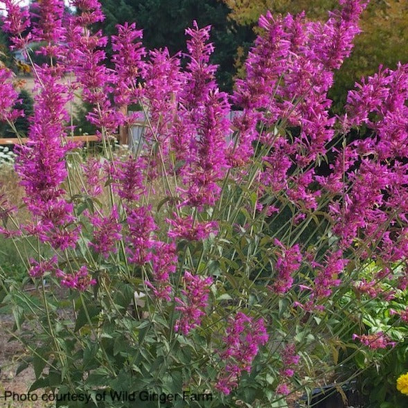 Agastache Sangria | New Wave Perennials | Plants Online